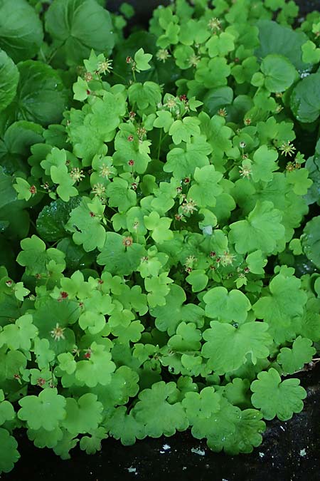 Saxifraga paradoxa \ Zahlbruckners Steinbrech / Zahlbruckner's Saxifrage, A K&auml;rnten/Carinthia, Koralpe 4.7.2023