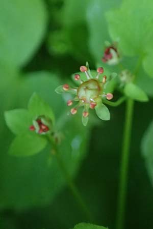 Saxifraga paradoxa \ Zahlbruckners Steinbrech / Zahlbruckner's Saxifrage, A K&auml;rnten/Carinthia, Koralpe 4.7.2023