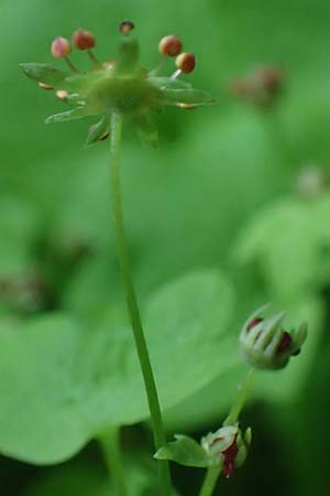 Saxifraga paradoxa \ Zahlbruckners Steinbrech / Zahlbruckner's Saxifrage, A K&auml;rnten/Carinthia, Koralpe 4.7.2023