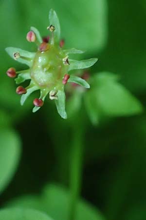 Saxifraga paradoxa \ Zahlbruckners Steinbrech / Zahlbruckner's Saxifrage, A K&auml;rnten/Carinthia, Koralpe 4.7.2023