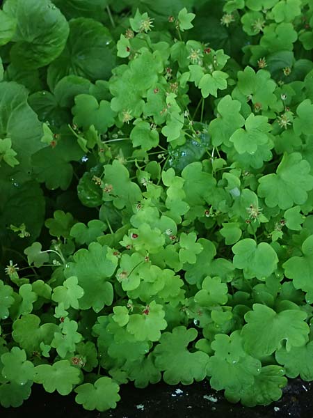 Saxifraga paradoxa \ Zahlbruckners Steinbrech / Zahlbruckner's Saxifrage, A K&auml;rnten/Carinthia, Koralpe 4.7.2023