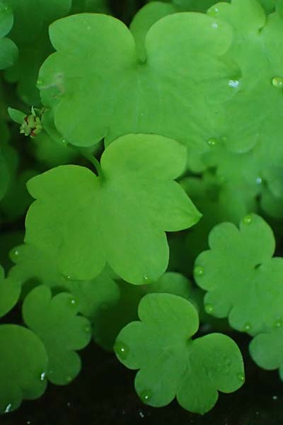 Saxifraga paradoxa \ Zahlbruckners Steinbrech / Zahlbruckner's Saxifrage, A K&auml;rnten/Carinthia, Koralpe 4.7.2023