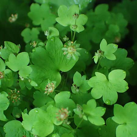 Saxifraga paradoxa \ Zahlbruckners Steinbrech / Zahlbruckner's Saxifrage, A K&auml;rnten/Carinthia, Koralpe 4.7.2023