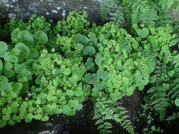 Saxifraga paradoxa \ Zahlbruckners Steinbrech / Zahlbruckner's Saxifrage, A K&auml;rnten/Carinthia, Koralpe 4.7.2023