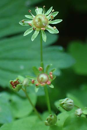 Saxifraga paradoxa \ Zahlbruckners Steinbrech / Zahlbruckner's Saxifrage, A K&auml;rnten/Carinthia, Koralpe 4.7.2023
