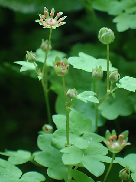 Saxifraga paradoxa \ Zahlbruckners Steinbrech / Zahlbruckner's Saxifrage, A K&auml;rnten/Carinthia, Koralpe 4.7.2023