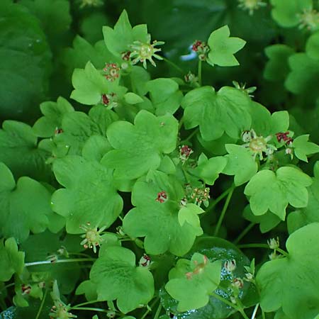 Saxifraga paradoxa \ Zahlbruckners Steinbrech / Zahlbruckner's Saxifrage, A K&auml;rnten/Carinthia, Koralpe 4.7.2023