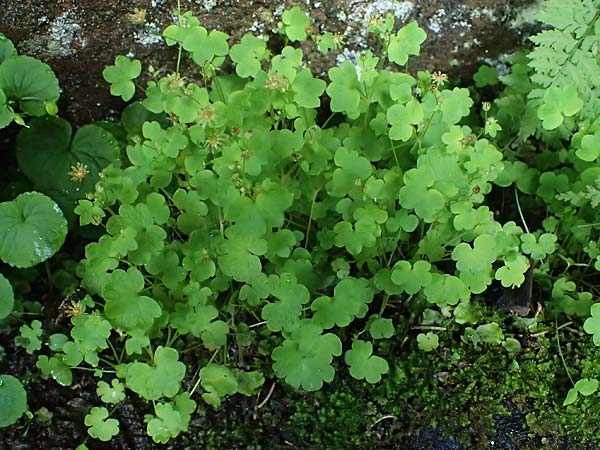 Saxifraga paradoxa \ Zahlbruckners Steinbrech / Zahlbruckner's Saxifrage, A K&auml;rnten/Carinthia, Koralpe 4.7.2023