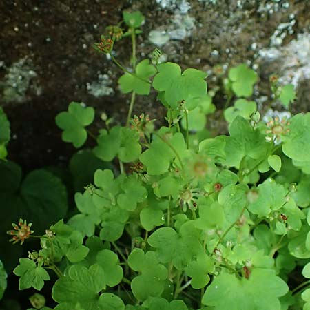 Saxifraga paradoxa \ Zahlbruckners Steinbrech / Zahlbruckner's Saxifrage, A K&auml;rnten/Carinthia, Koralpe 4.7.2023