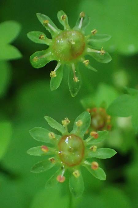 Saxifraga paradoxa \ Zahlbruckners Steinbrech / Zahlbruckner's Saxifrage, A K&auml;rnten/Carinthia, Koralpe 4.7.2023