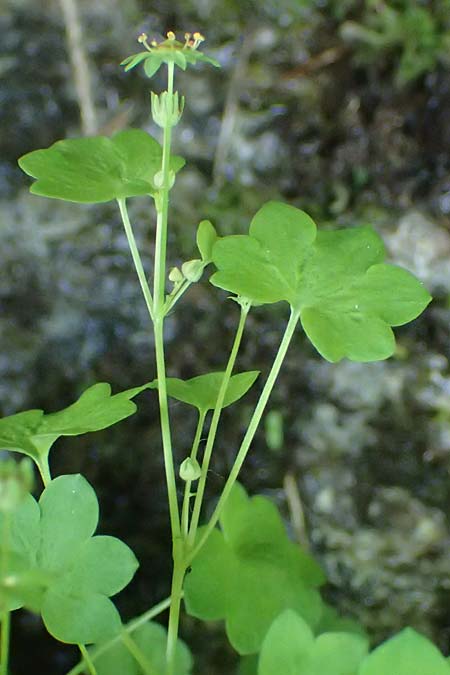 Saxifraga paradoxa \ Zahlbruckners Steinbrech / Zahlbruckner's Saxifrage, A K&auml;rnten/Carinthia, Koralpe 4.7.2023