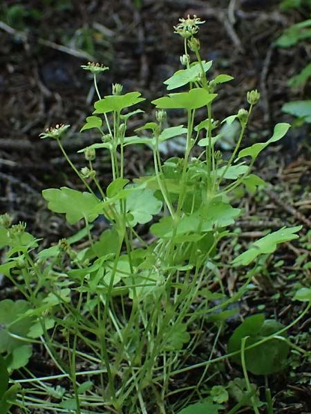 Saxifraga paradoxa \ Zahlbruckners Steinbrech / Zahlbruckner's Saxifrage, A K&auml;rnten/Carinthia, Koralpe 4.7.2023