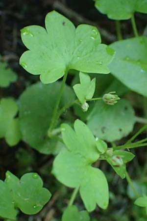 Saxifraga paradoxa \ Zahlbruckners Steinbrech / Zahlbruckner's Saxifrage, A K&auml;rnten/Carinthia, Koralpe 4.7.2023