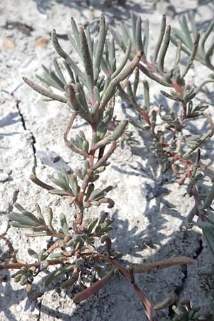Suaeda pannonica \ Gro&szlig;-Salzmelde, Pannonische Sode / Pannonian Sea Blite, A Seewinkel, Podersdorf 11.7.2023