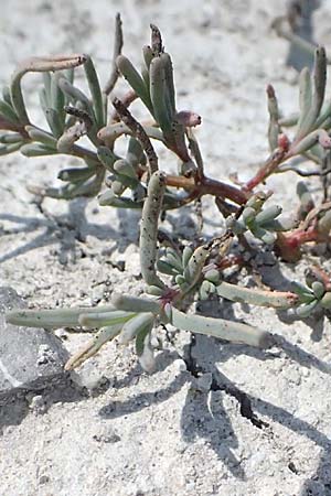 Suaeda pannonica \ Gro&szlig;-Salzmelde, Pannonische Sode / Pannonian Sea Blite, A Seewinkel, Podersdorf 11.7.2023