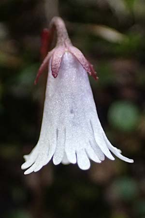 Soldanella minima \ Kleinstes Alpenglckchen / Smallest Soldanella, A Admont 5.7.2024