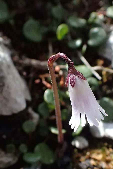 Soldanella minima \ Kleinstes Alpenglckchen / Smallest Soldanella, A Admont 5.7.2024
