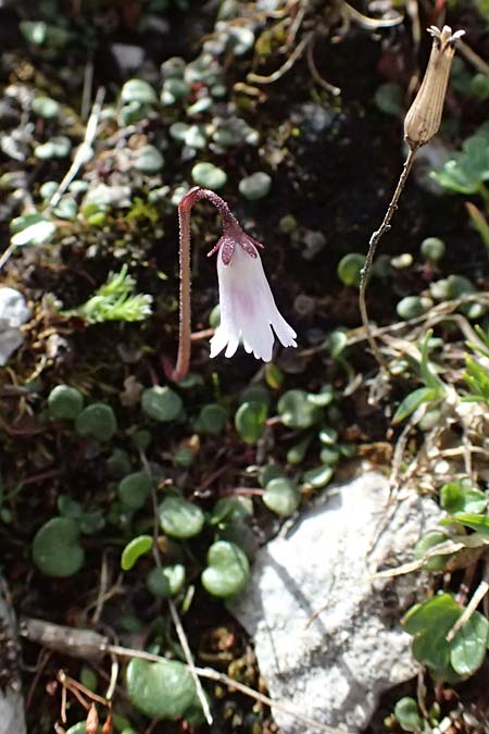 Soldanella minima \ Kleinstes Alpenglckchen / Smallest Soldanella, A Admont 5.7.2024