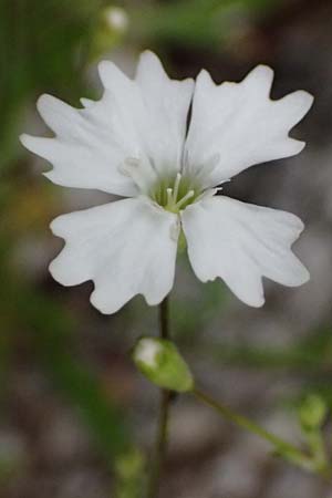 Silene pusilla \ Vierzhniger Strahlensame, Kleines Leimkraut / Alpine Catchfly, A Admont 7.7.2024