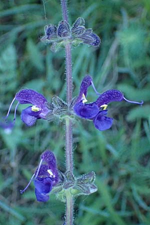 Salvia pratensis \ Wiesen-Salbei / Meadow Clary, A Hainburg 10.5.2025