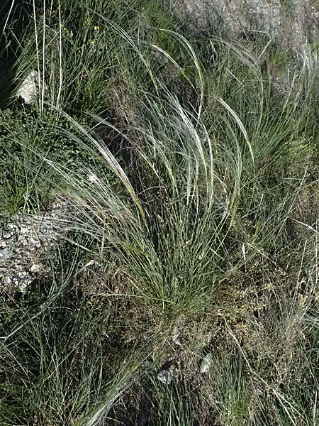 Stipa pulcherrima \ Groes Federgras, Gelbscheidiges Federgras / Golden Feather-Grass, A Hainburg 12.5.2015
