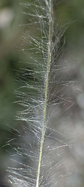 Stipa pulcherrima \ Groes Federgras, Gelbscheidiges Federgras / Golden Feather-Grass, A Hainburg 12.5.2015