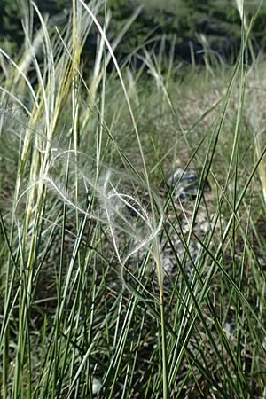 Stipa pulcherrima \ Groes Federgras, Gelbscheidiges Federgras / Golden Feather-Grass, A Hainburg 12.5.2015