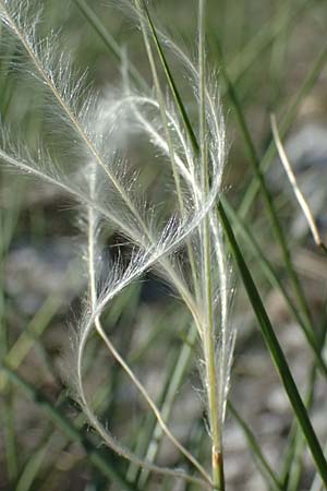 Stipa pulcherrima \ Groes Federgras, Gelbscheidiges Federgras / Golden Feather-Grass, A Hainburg 12.5.2015