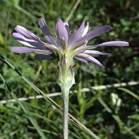 Scorzonera purpurea \ Purpur-Schwarzwurzel / Purple Viper's Grass, A Hainburg 10.5.2025