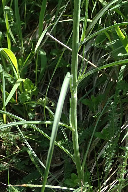 Scorzonera purpurea \ Purpur-Schwarzwurzel / Purple Viper's Grass, A Hainburg 10.5.2025