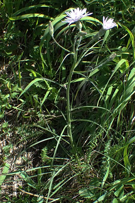 Scorzonera purpurea \ Purpur-Schwarzwurzel / Purple Viper's Grass, A Hainburg 10.5.2025