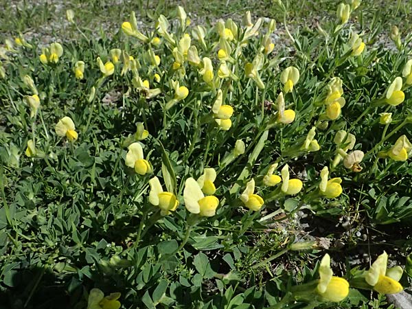 Lotus maritimus \ Gelbe Spargelerbse / Dragon's-Teeth, A Seewinkel, St. Andrä 10.5.2025