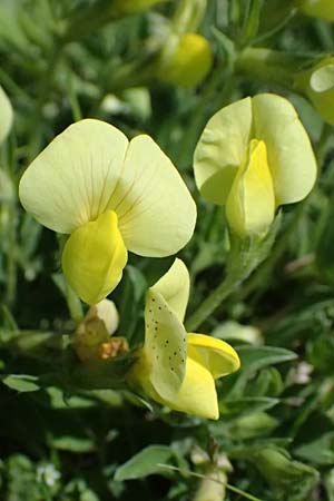 Lotus maritimus \ Gelbe Spargelerbse / Dragon's-Teeth, A Seewinkel, St. Andrä 10.5.2025