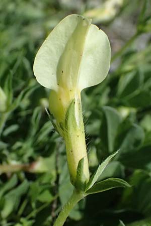 Lotus maritimus \ Gelbe Spargelerbse / Dragon's-Teeth, A Seewinkel, St. Andrä 10.5.2025