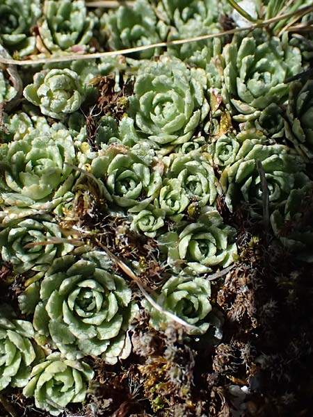 Saxifraga paniculata \ Rispen-Steinbrech, Trauben-Steinbrech / Livelong Saxifrage, A Bad Gastein 29.6.2025