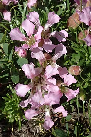 Saponaria pumila \ Niedriges Seifenkraut / Dwarf Soapwort, A Kolm Saigurn 2.7.2025