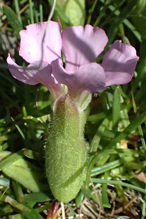 Saponaria pumila \ Niedriges Seifenkraut / Dwarf Soapwort, A Kolm Saigurn 2.7.2025