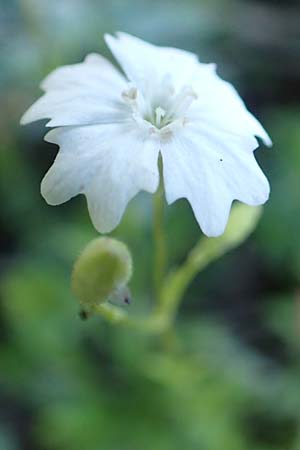 Silene quadrifida \ Alpen-Strahlensame / Alpine Catchfly, A Tragöß 30.6.2019