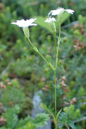 Silene quadrifida \ Alpen-Strahlensame / Alpine Catchfly, A Tragöß 30.6.2019