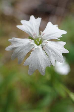 Silene quadrifida \ Alpen-Strahlensame / Alpine Catchfly, A Trenchtling 3.7.2019
