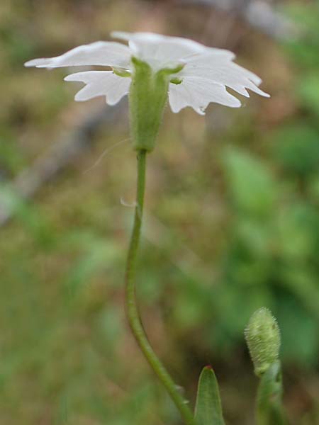 Silene quadrifida \ Alpen-Strahlensame / Alpine Catchfly, A Trenchtling 3.7.2019
