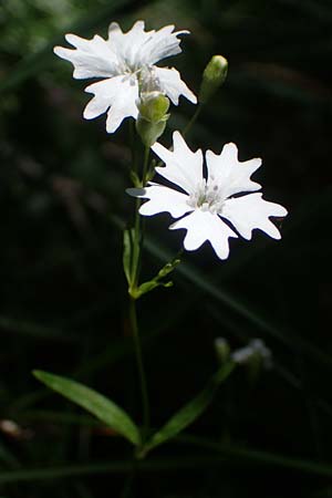 Silene quadrifida \ Alpen-Strahlensame / Alpine Catchfly, A Eisenerzer Reichenstein 28.7.2021