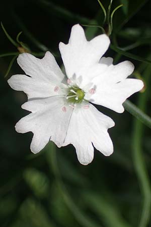 Silene quadrifida \ Alpen-Strahlensame / Alpine Catchfly, A Eisenerzer Reichenstein 28.7.2021