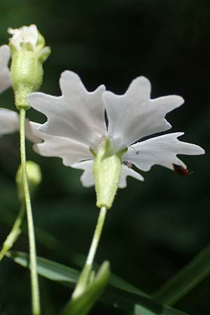 Silene quadrifida \ Alpen-Strahlensame / Alpine Catchfly, A Eisenerzer Reichenstein 28.7.2021