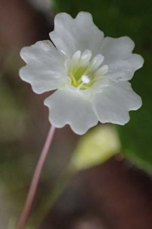 Silene quadrifida \ Alpen-Strahlensame / Alpine Catchfly, A Admont 7.7.2024