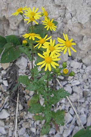 Senecio rupestris \ Felsen-Greiskraut / Rock Ragwort, A Kärnten/Carinthia, Hochobir 1.7.2010