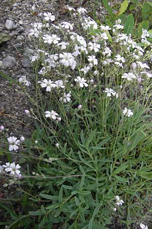 Gypsophila repens \ Kriechendes Gipskraut / Alpine Gypsophila, A Malta - Tal / Valley 19.7.2010