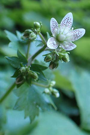 Saxifraga rotundifolia \ Rundblttriger Steinbrech / Round-Leaved Saxifrage, A Kärnten/Carinthia, Gallizien 18.5.2016