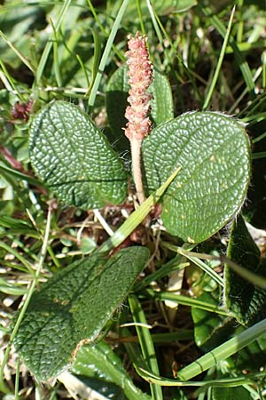 Salix reticulata \ Netzadrige Weide / Net-Leaved Willow, A Trenchtling 3.7.2019