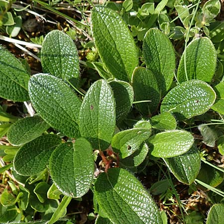 Salix reticulata \ Netzadrige Weide / Net-Leaved Willow, A Rax 28.6.2020